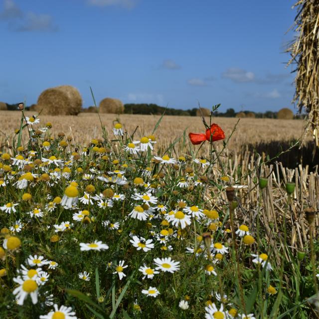 Fields & Poppy - Sassetot