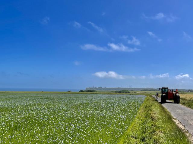 Champs De Lin Criquebeuf