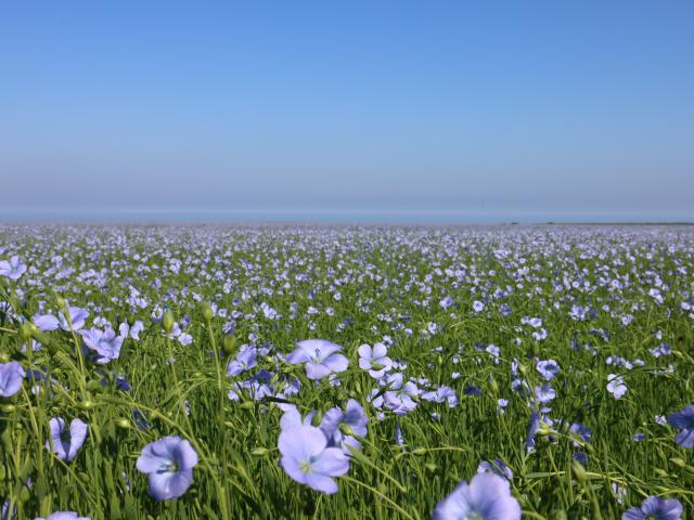 Champs De Lin Gr21 naar Cap Fagnet