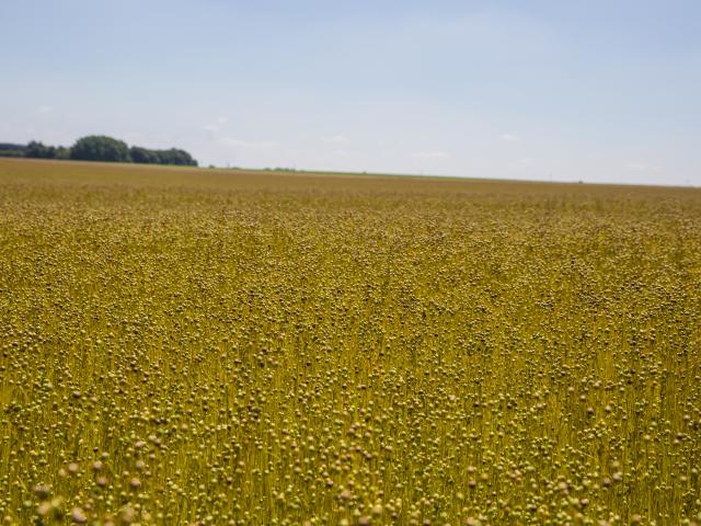 Rando Le Hetre Champs De Lin