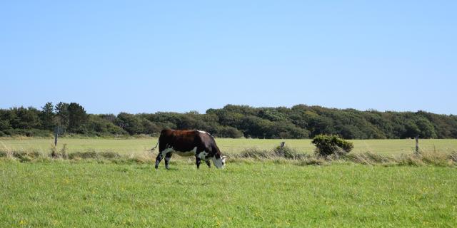 Vache Normandes Petites Dalles Aout 2021 1