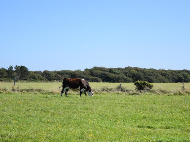 Vache Normandes Petites Dalles Aout 2021 1
