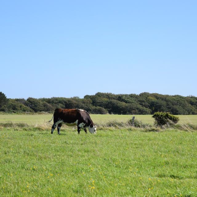 Vache Normandes Petites Dalles Aout 2021 1