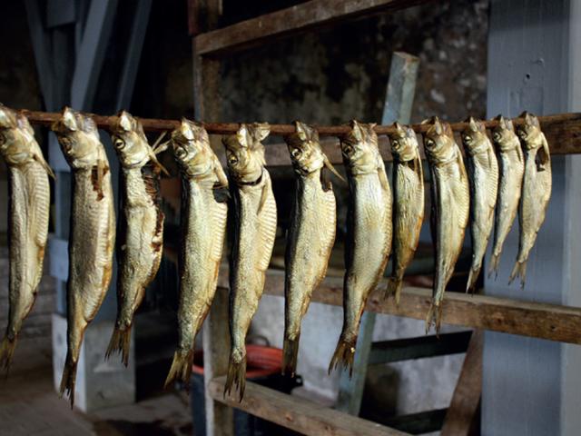 Herring Boucane