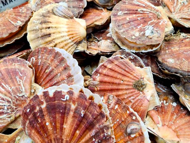 Coquille Saint Jacques La Nouvelle Vague 2
