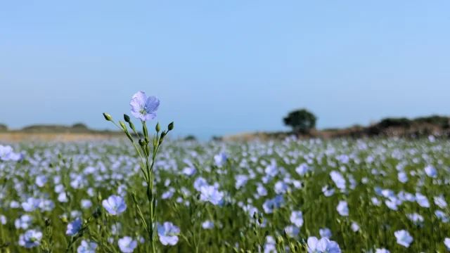 20240626 Criquebeuf Champ De Lin 072325 Oit Fecamp