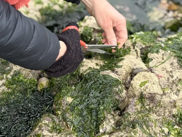 À LA DÉCOUVERTE DES ALGUES DU LITTORAL